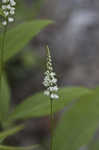 Boykin's milkwort